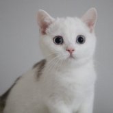 スコティッシュストレート