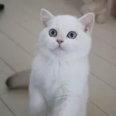 ブリティッシュショートヘア
