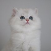 ブリティッシュショートヘア