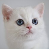 ブリティッシュショートヘア
