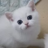 ブリティッシュショートヘア
