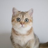 スコティッシュストレート