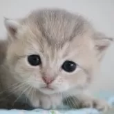 ブリティッシュショートヘア