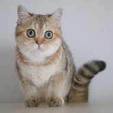 スコティッシュストレート