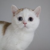 スコティッシュストレート
