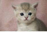 ブリティッシュショートヘア