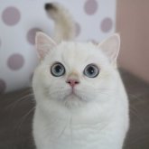 ブリティッシュショートヘア