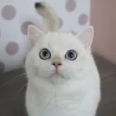 ブリティッシュショートヘア