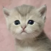 ブリティッシュショートヘア