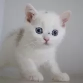 スコティッシュストレート