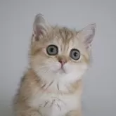 スコティッシュストレート