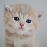 ブリティッシュショートヘア