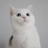 スコティッシュストレート