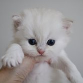ブリティッシュショートヘア