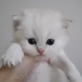 ブリティッシュショートヘア