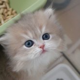 スコティッシュストレート