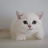 ブリティッシュショートヘア