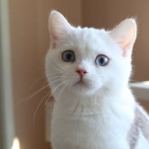 スコティッシュストレート