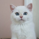 ブリティッシュショートヘア