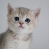 ブリティッシュショートヘア