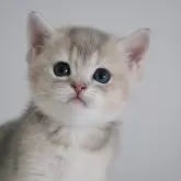 ブリティッシュショートヘア