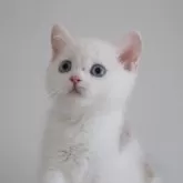 スコティッシュストレート