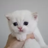 ブリティッシュショートヘア