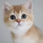 ブリティッシュショートヘア
