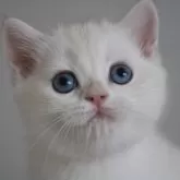 ブリティッシュショートヘア