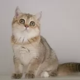 スコティッシュストレート