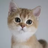 ブリティッシュショートヘア