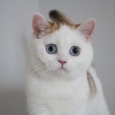 スコティッシュストレート