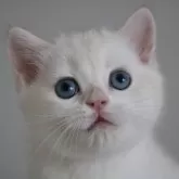 ブリティッシュショートヘア