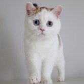 スコティッシュストレート