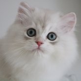 ブリティッシュショートヘア