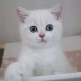 ブリティッシュショートヘア