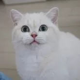 ブリティッシュショートヘア
