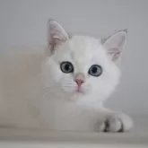 ブリティッシュショートヘア