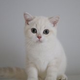 ブリティッシュショートヘア