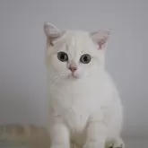 ブリティッシュショートヘア