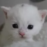 スコティッシュストレート