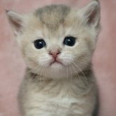 ブリティッシュショートヘア
