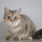 スコティッシュストレート