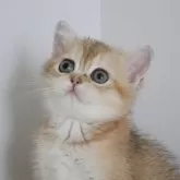 スコティッシュストレート
