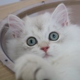 ブリティッシュショートヘア