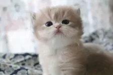 スコティッシュストレート【愛知県・男の子・2025年11月2日・ブルーゴールデンシェーデッド(ロングヘア)】の写真2