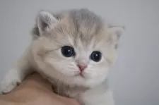 ブリティッシュショートヘア【愛知県・女の子・2025年11月17日・ブルーゴールデンシェーデッド】の写真6