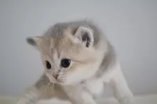 ブリティッシュショートヘア【愛知県・女の子・2025年11月17日・ブルーゴールデンシェーデッド】の写真8