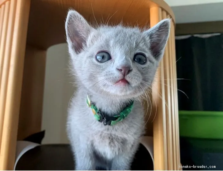 ID:1904-01455の子猫