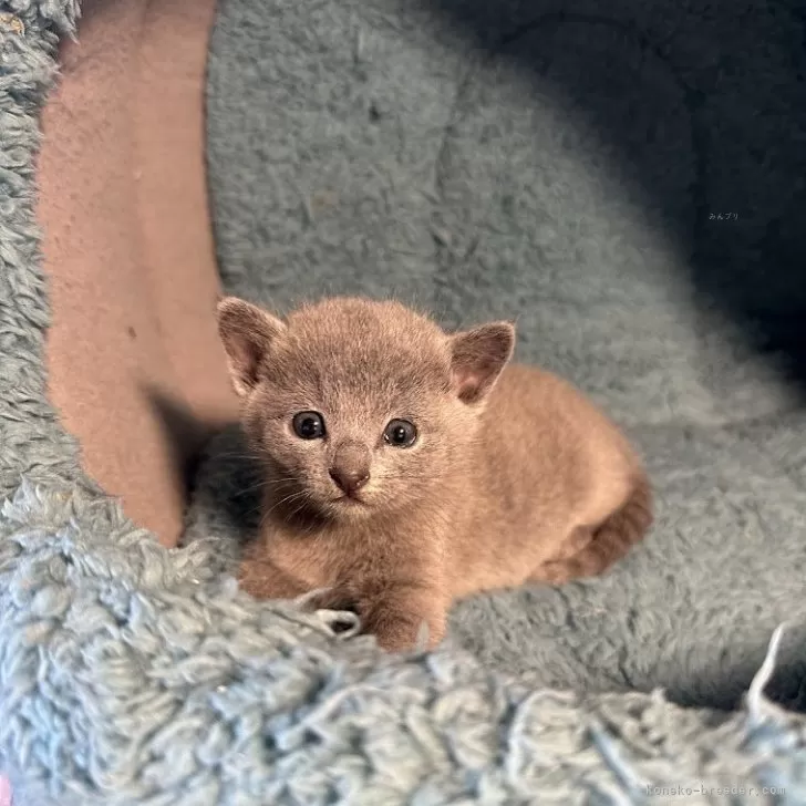 ID:2405-00563の子猫